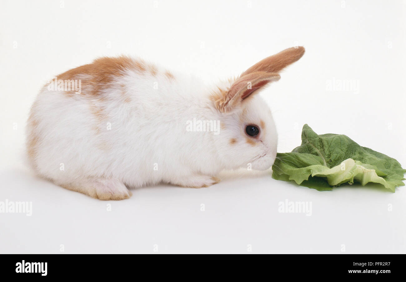 Rabbit nibbling on a lettuce leaf Stock Photo Alamy