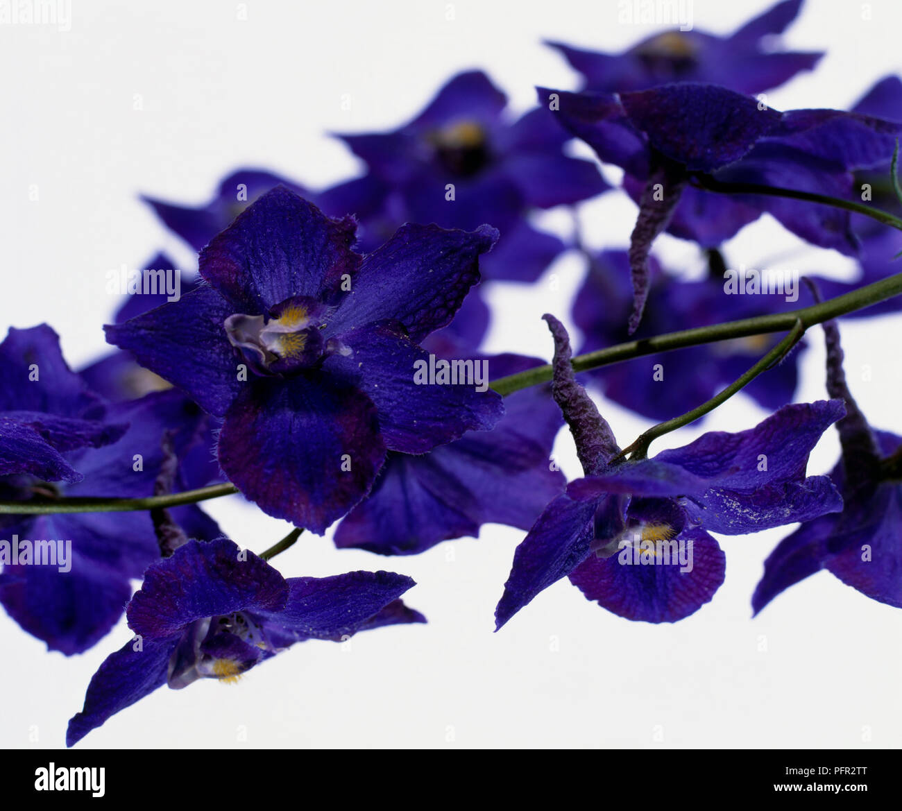 Delphinium 'Atlantis' (Belladonna Group), blue flowers, close-up Stock Photo
