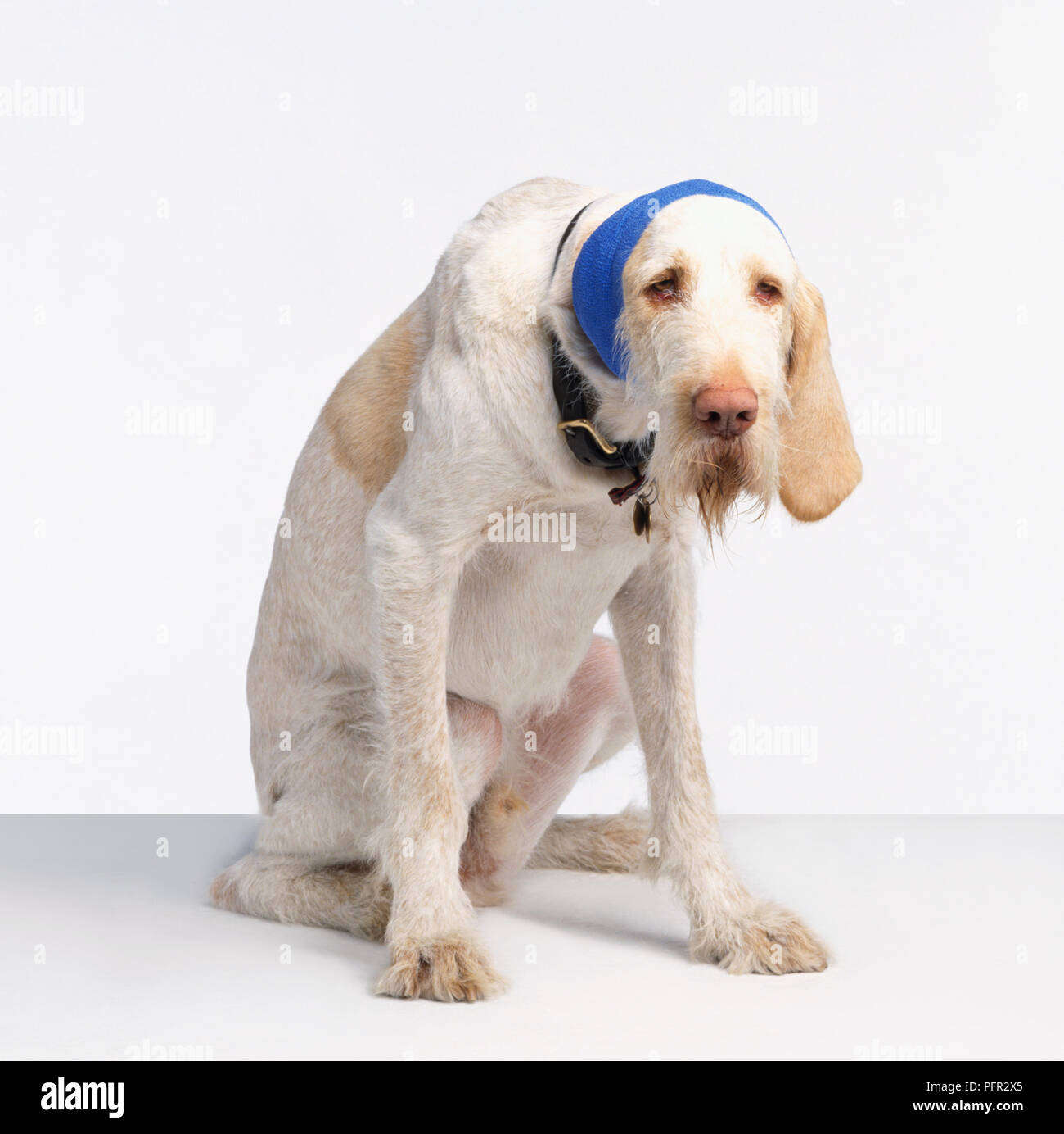 Dog bandages for ears clearance