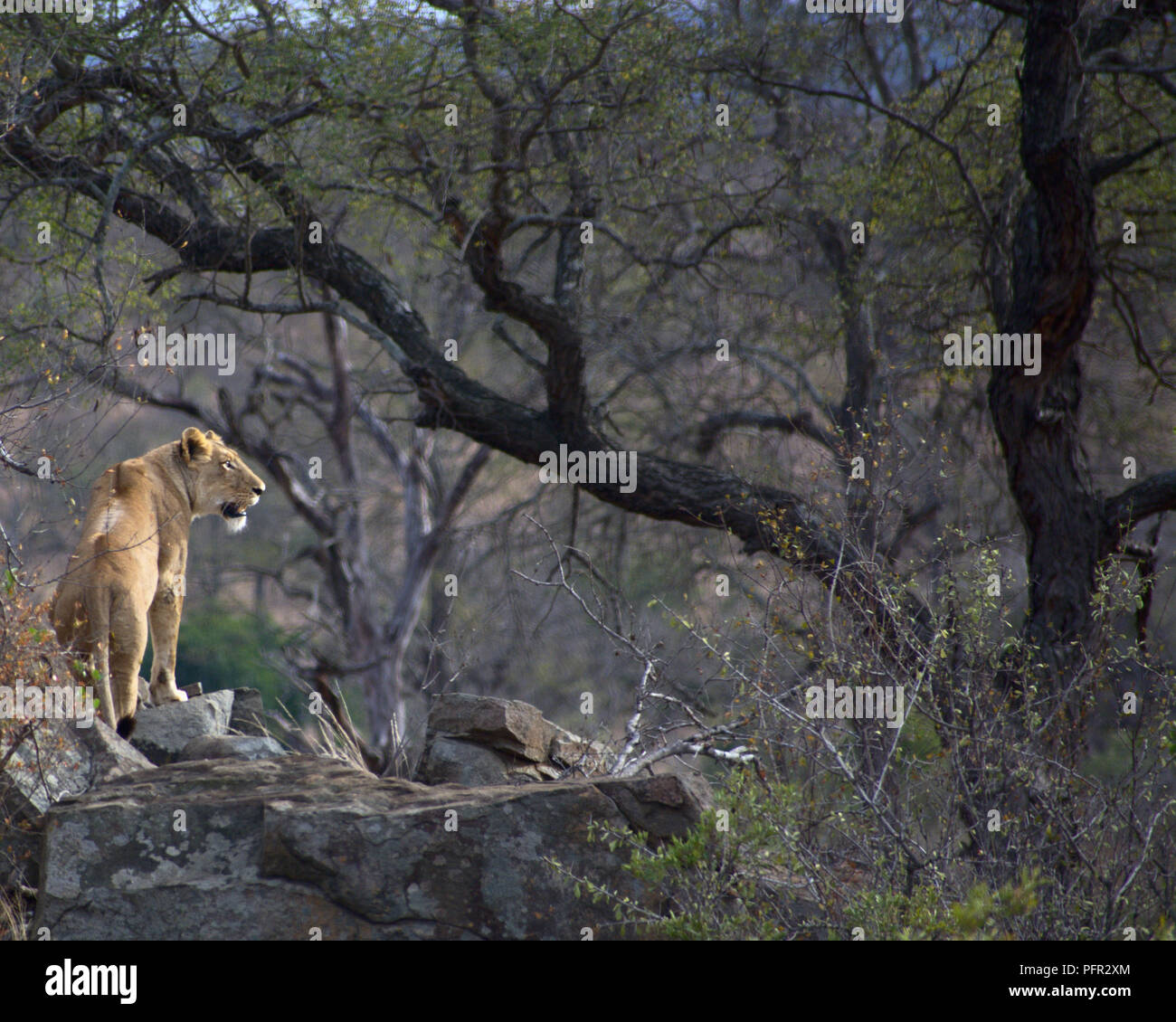 Lioness in Kruger National Park Stock Photo