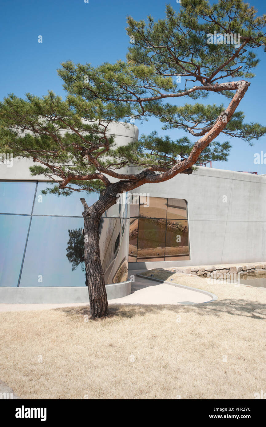 South Korea, Seoul, Dongdaemun, Dongdaemun Design Plaza and Park, tree outside modern building Stock Photo