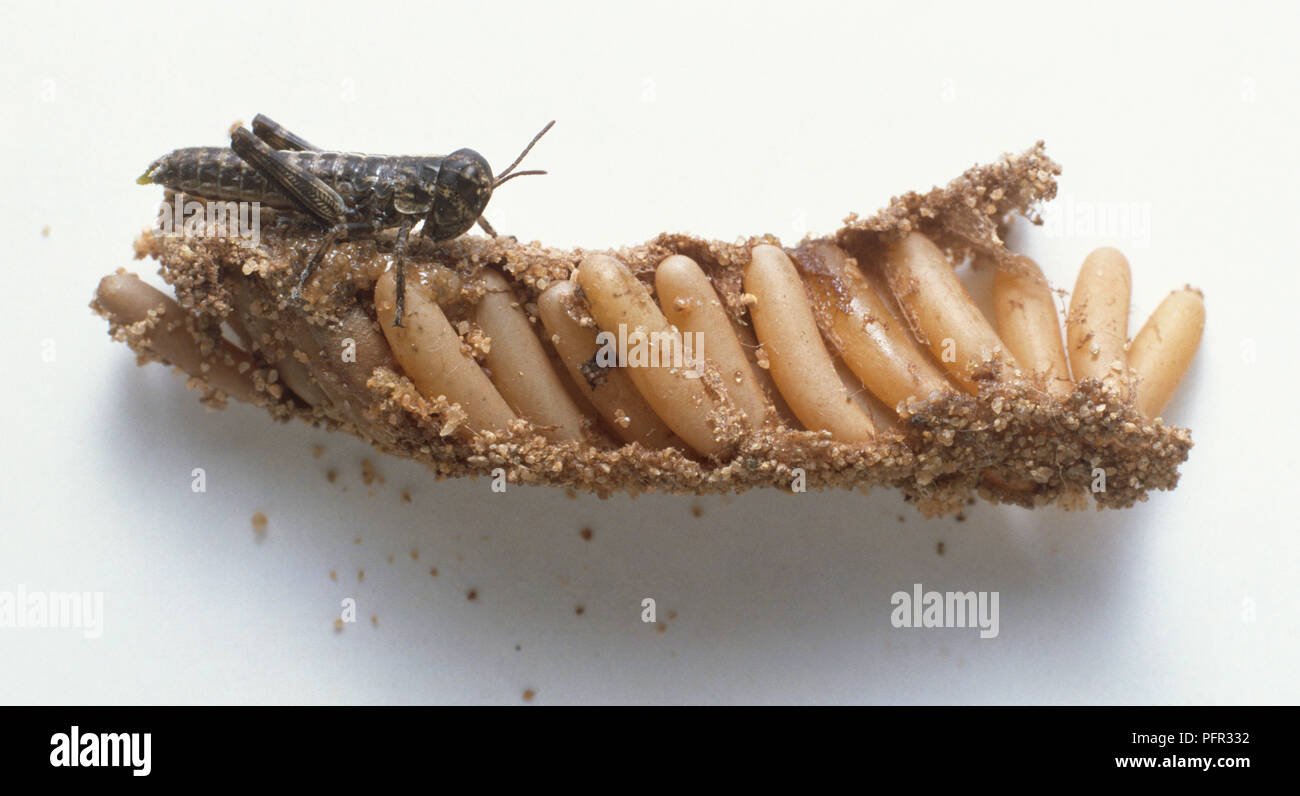 Locust and eggs Stock Photo Alamy