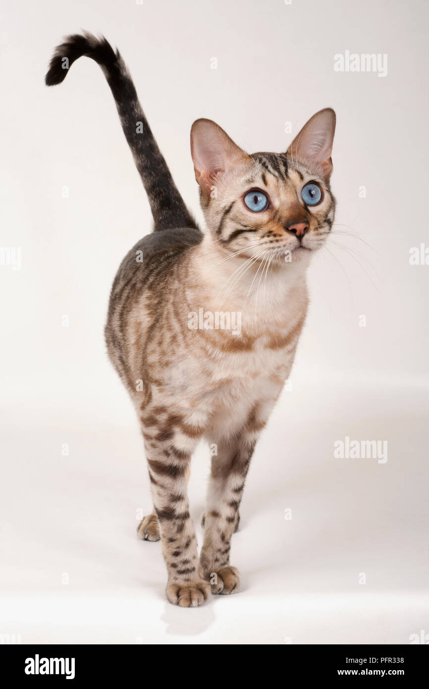 Brown rosetted Bengal cat with blue eyes, standing, looking at camera, front view Stock Photo