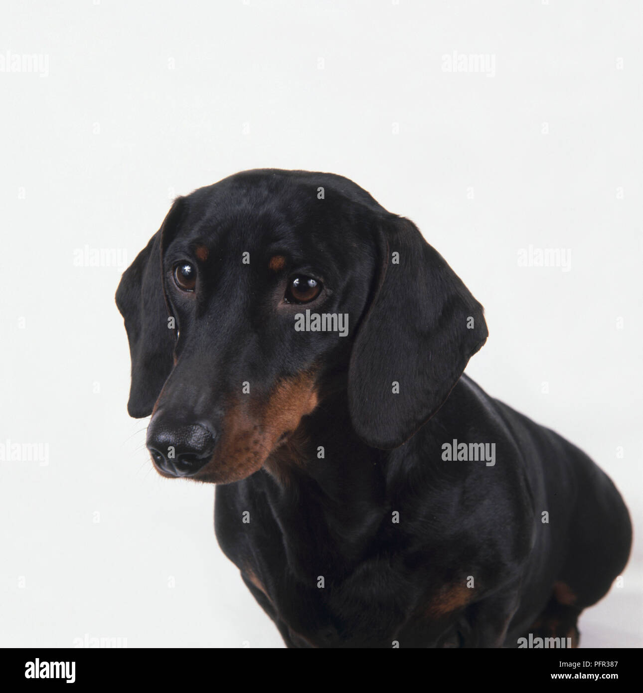 Black and tan Smooth Haired Dachshund Dog Stock Photo