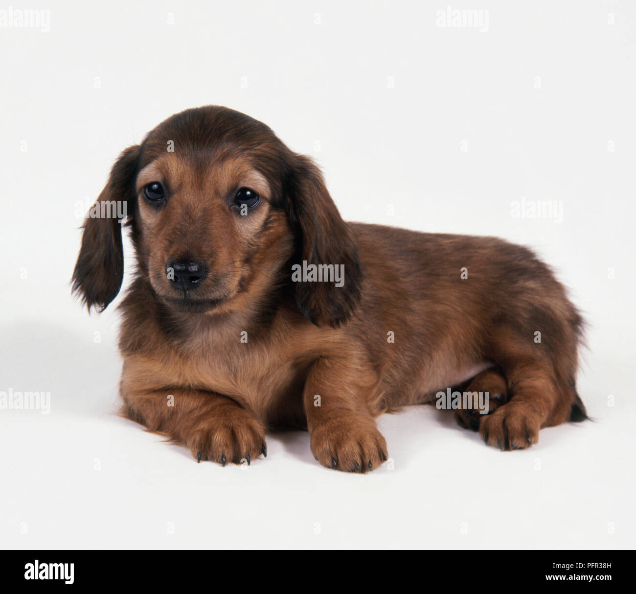 Red Long Haired Dachshund puppy lying down Stock Photo - Alamy