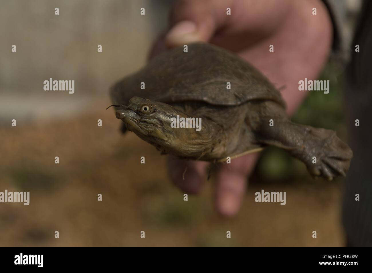 Indian flapshell turtle Stock Photo
