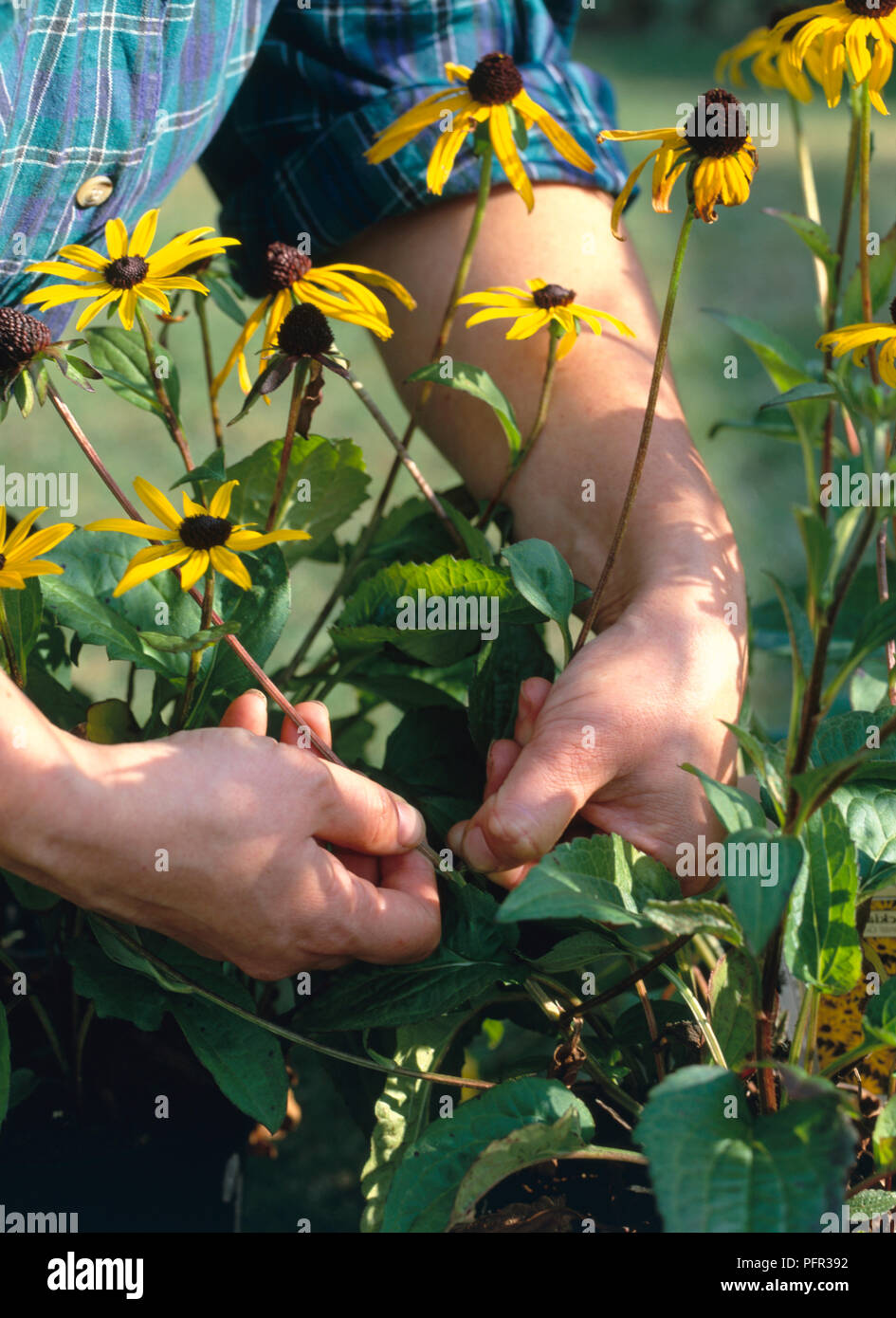 Man pulling away the dead heads from long-stemmed Rudbeckia sp. (Coneflower, Black-eyed susan), close-up Stock Photo