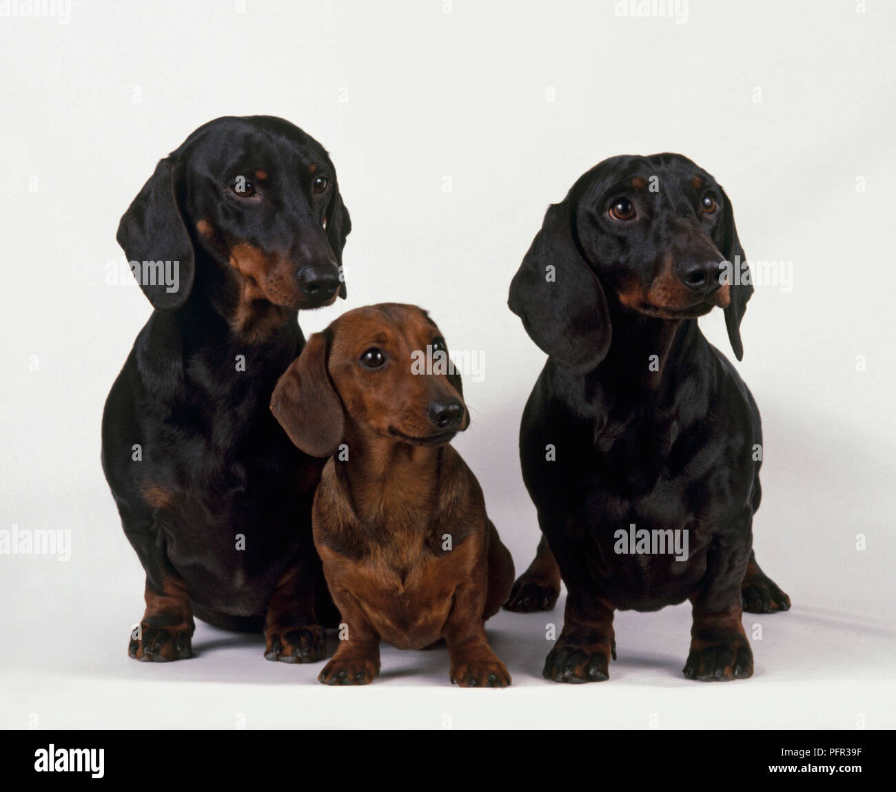Miniature Smooth Haired Dachshund Stock Photos Miniature Smooth