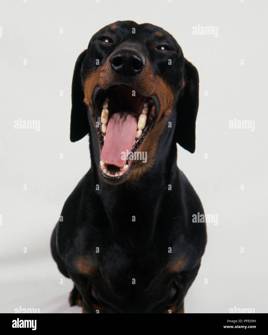 Black and tan Smooth-haired Dachshund dog yawning Stock Photo