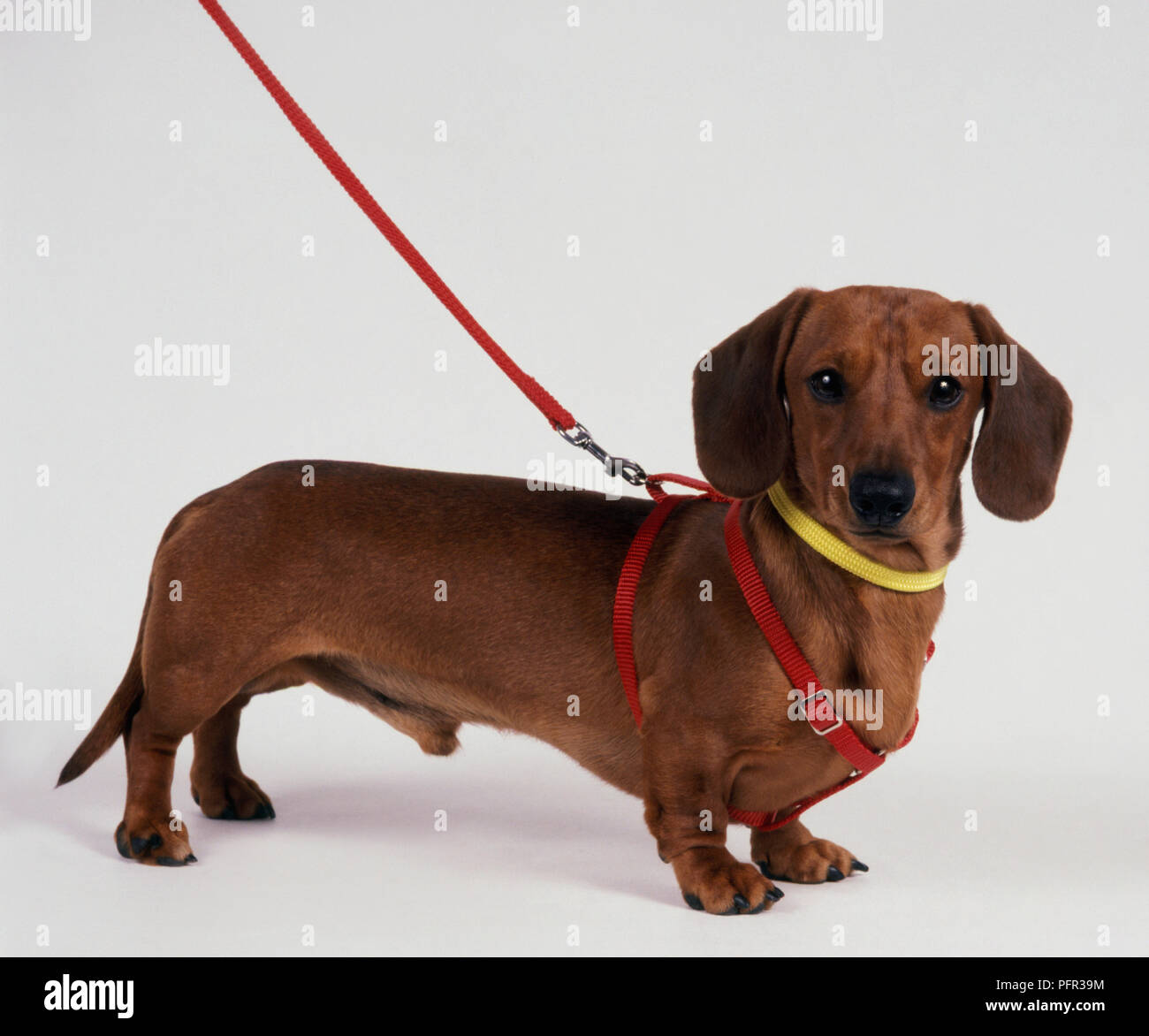 Should Dachshunds Wear Harness
