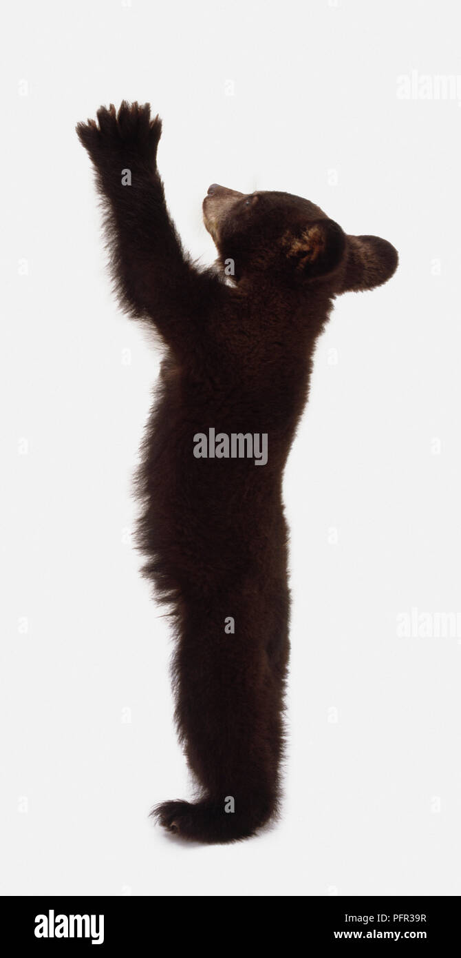 American black bear cub (Ursus americanus) standing upright, arms in the air Stock Photo