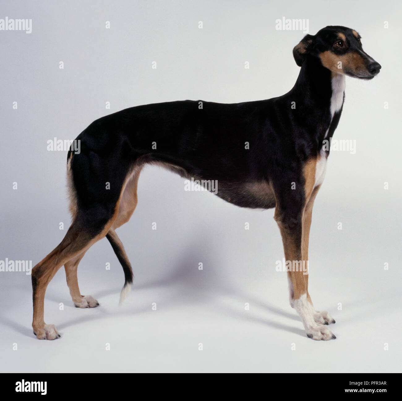 Female black and tan and white Chart Polski (Polish Greyhound) Stock Photo