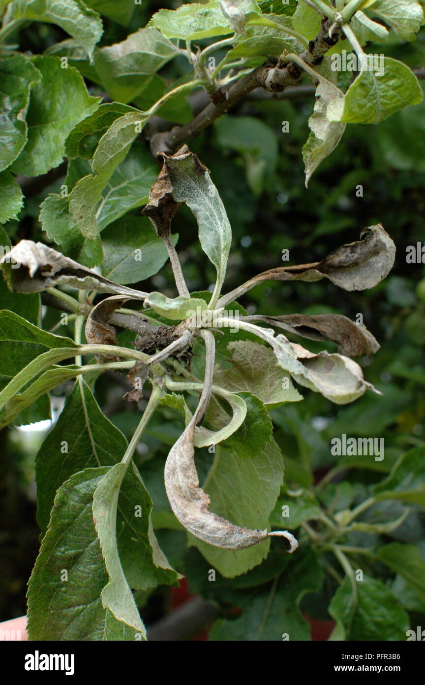 Diseased apple tree hires stock photography and images Alamy