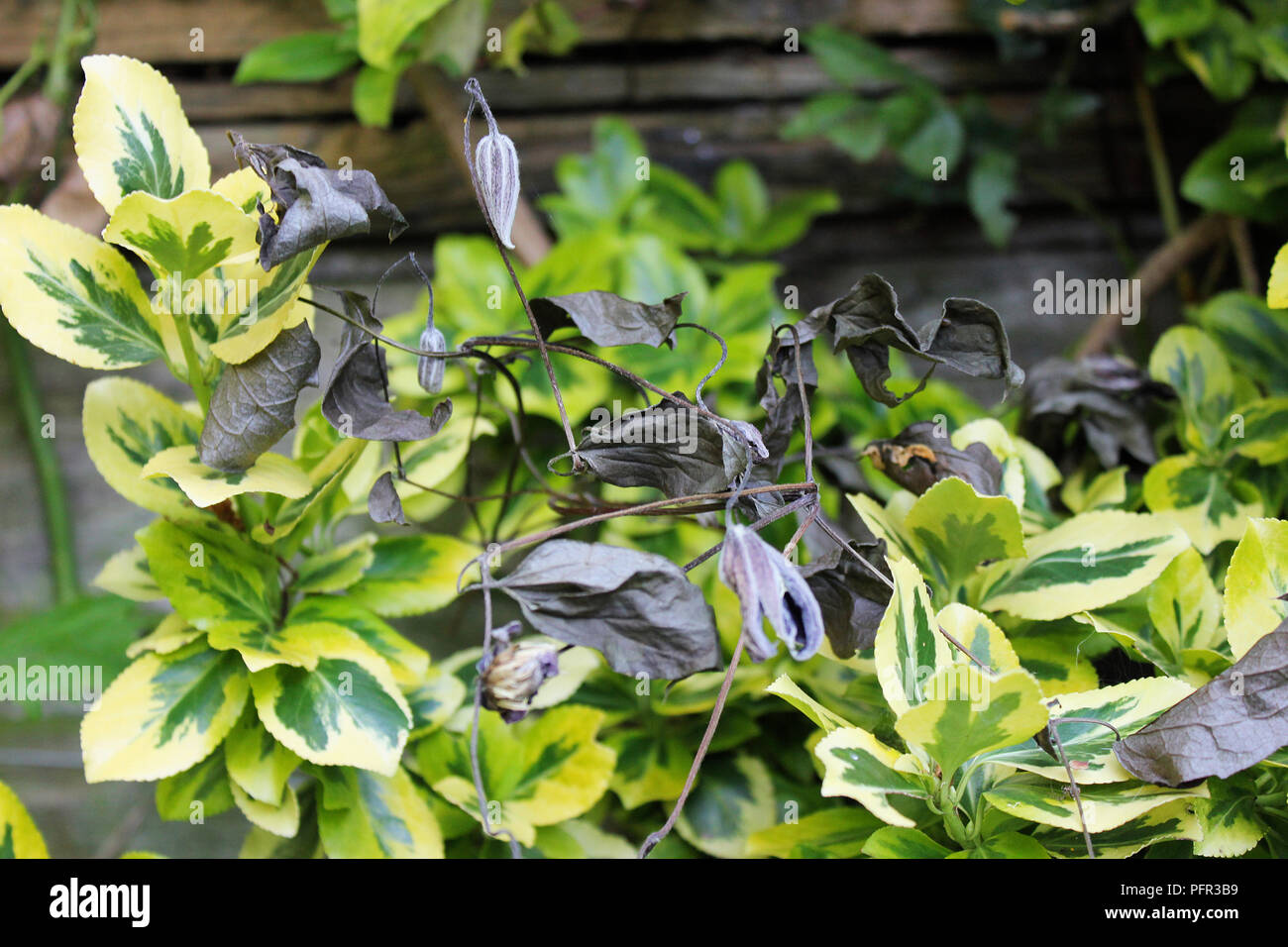 Clematis plant with wilting leaves (clematis wilt), caused by fungus Phoma clematidina Stock Photo