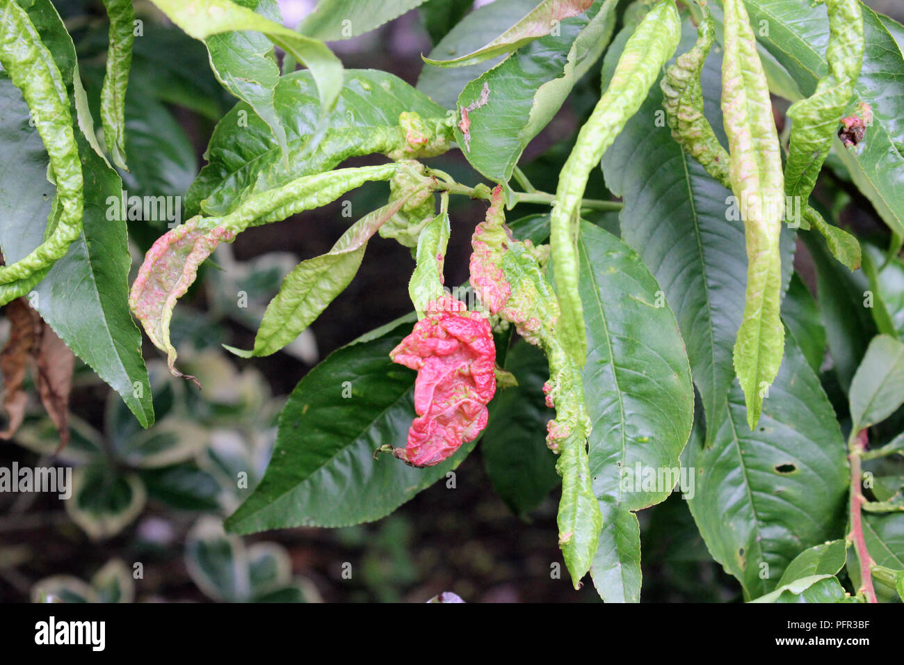 Peach leaves deformed by peach leaf curl, caused by fungus Taphrina deformans Stock Photo