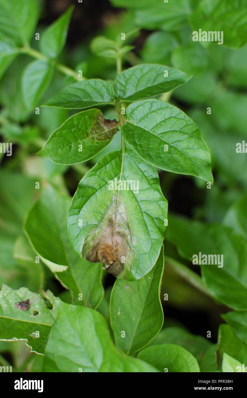 Phytophthora infestans late blight potato hires stock photography and