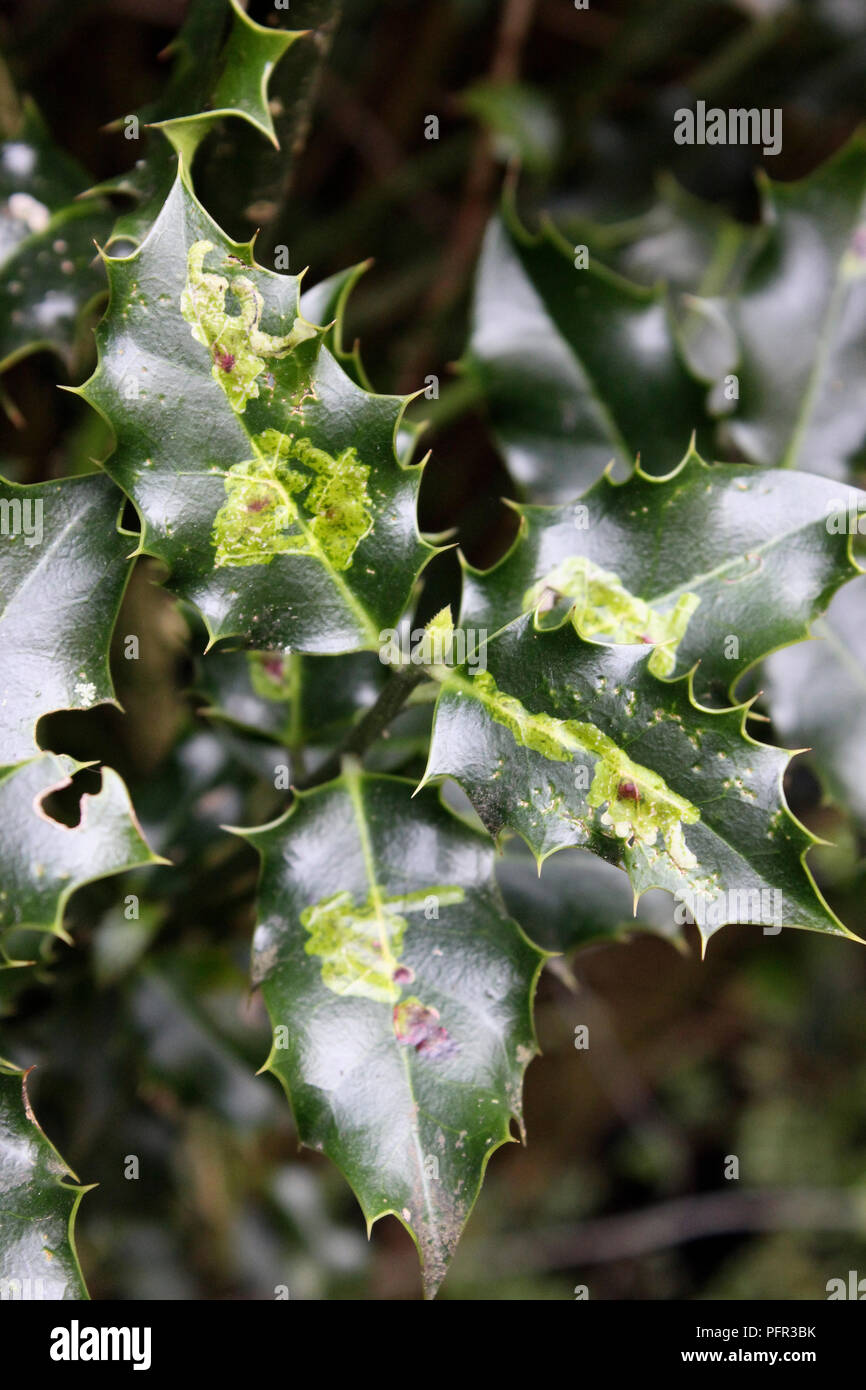 Ilex aquifolium (Holly), leaves damaged by holly leaf miner (Phytomyza ilicis) Stock Photo