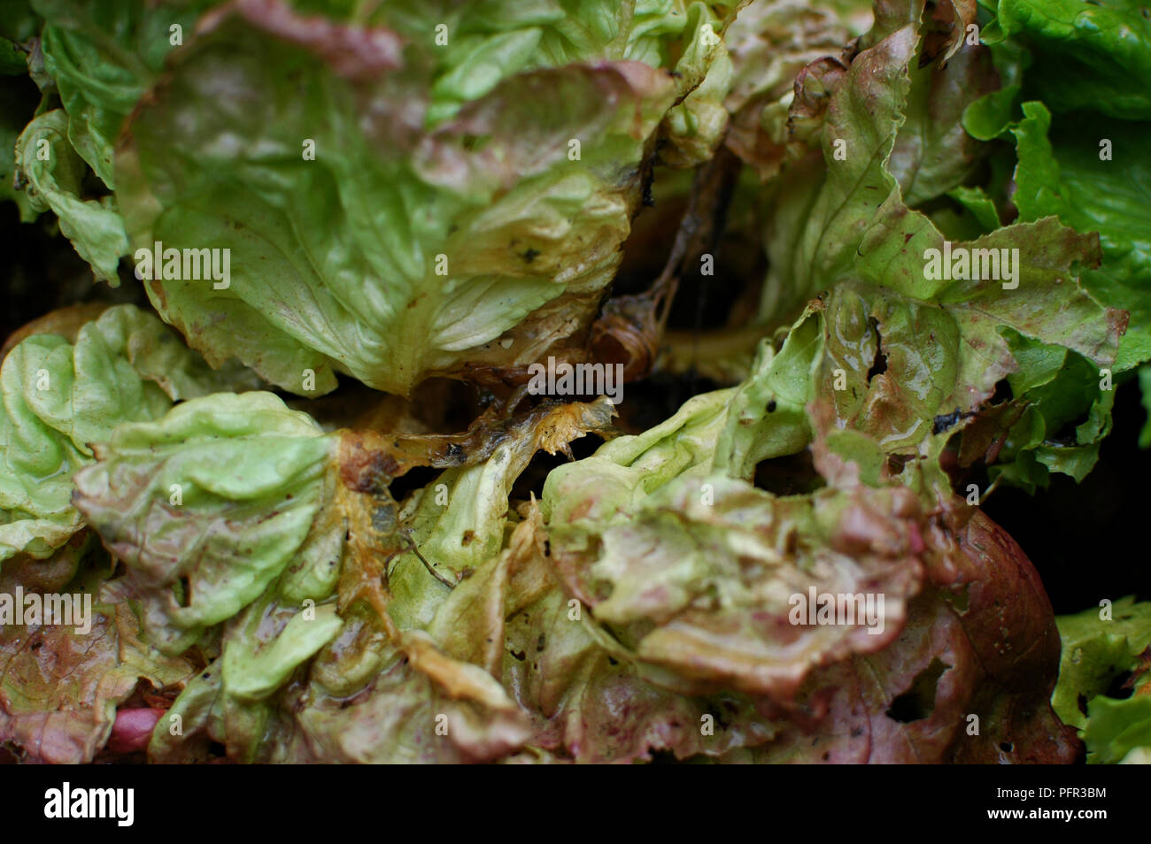 Lettuce leaves deformed by grey mould (Botrytis cinerea) Stock Photo