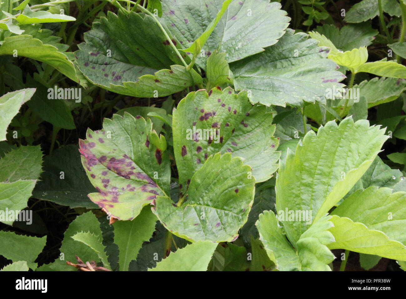 Strawberry leaf spot (purple spots) on leaves of strawberry plant, caused by fungus Mycosphaerella fragariae Stock Photo
