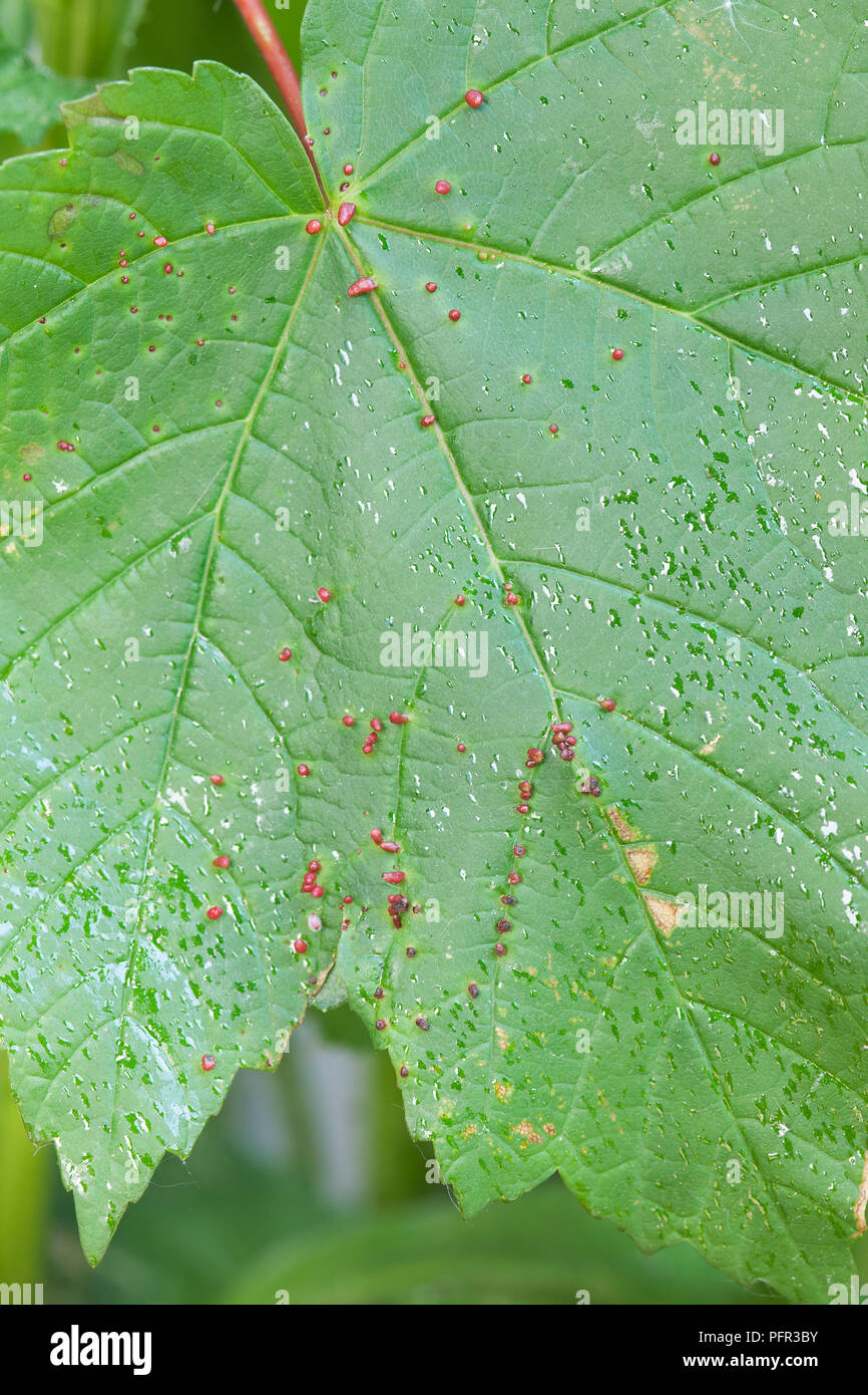 Acer pseudoplatanus (Sycamore) leaf infested with acer gall mites (Aceria cephaloneus) Stock Photo