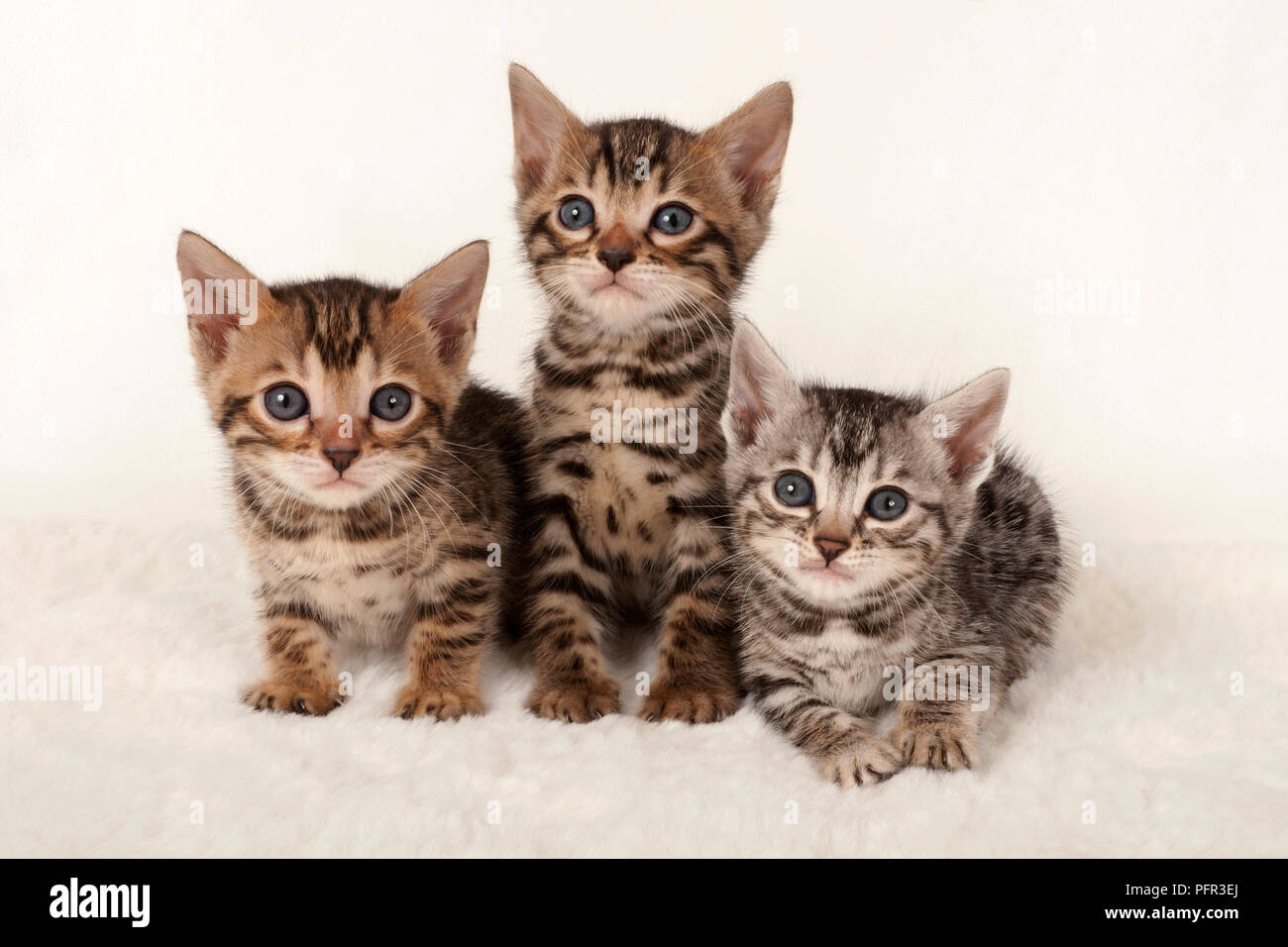 Three brown and grey tabby kittens, front view Stock Photo Alamy