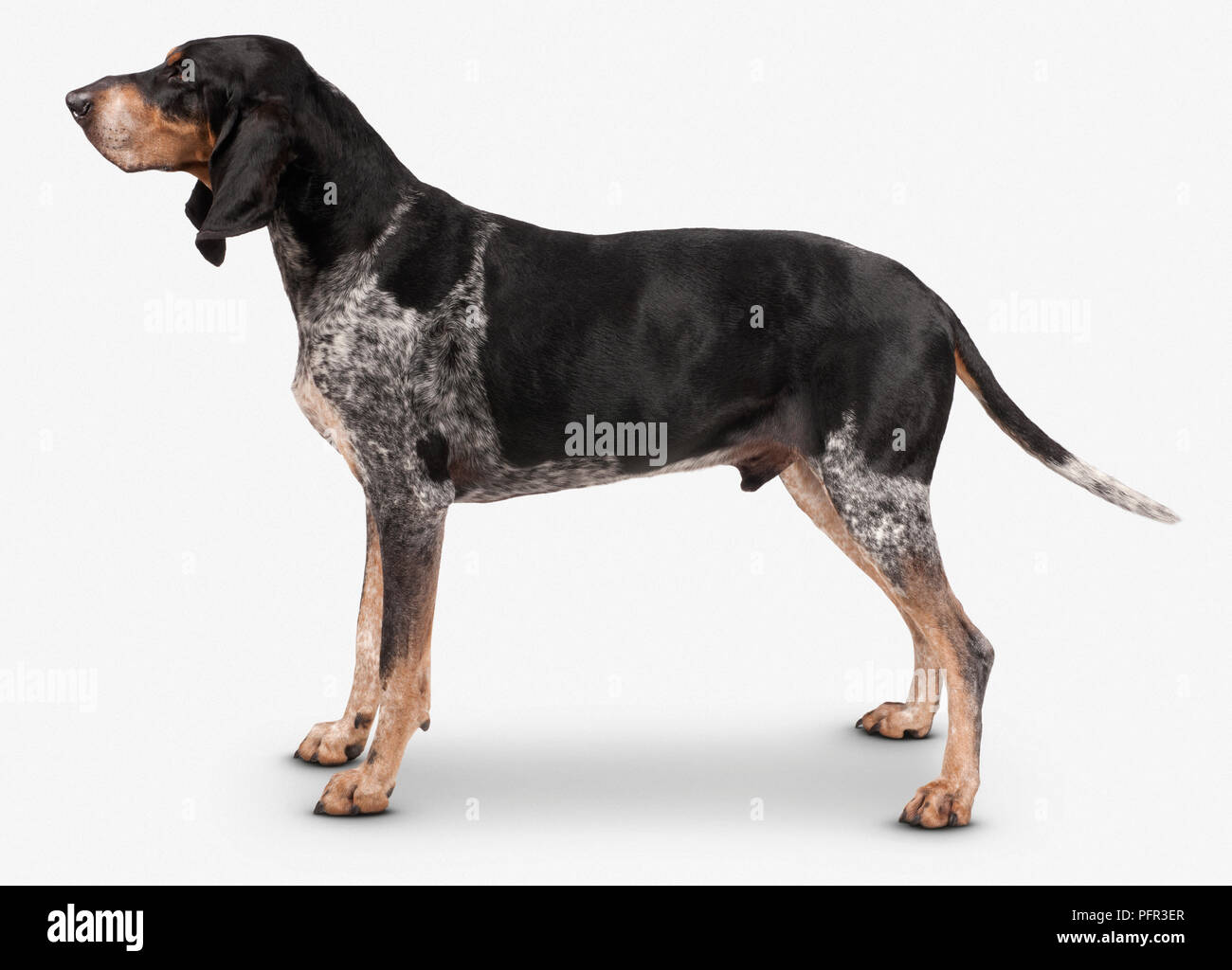Grand Bleu De Gascogne Dog 8 Year Old Male Stock Photo Alamy