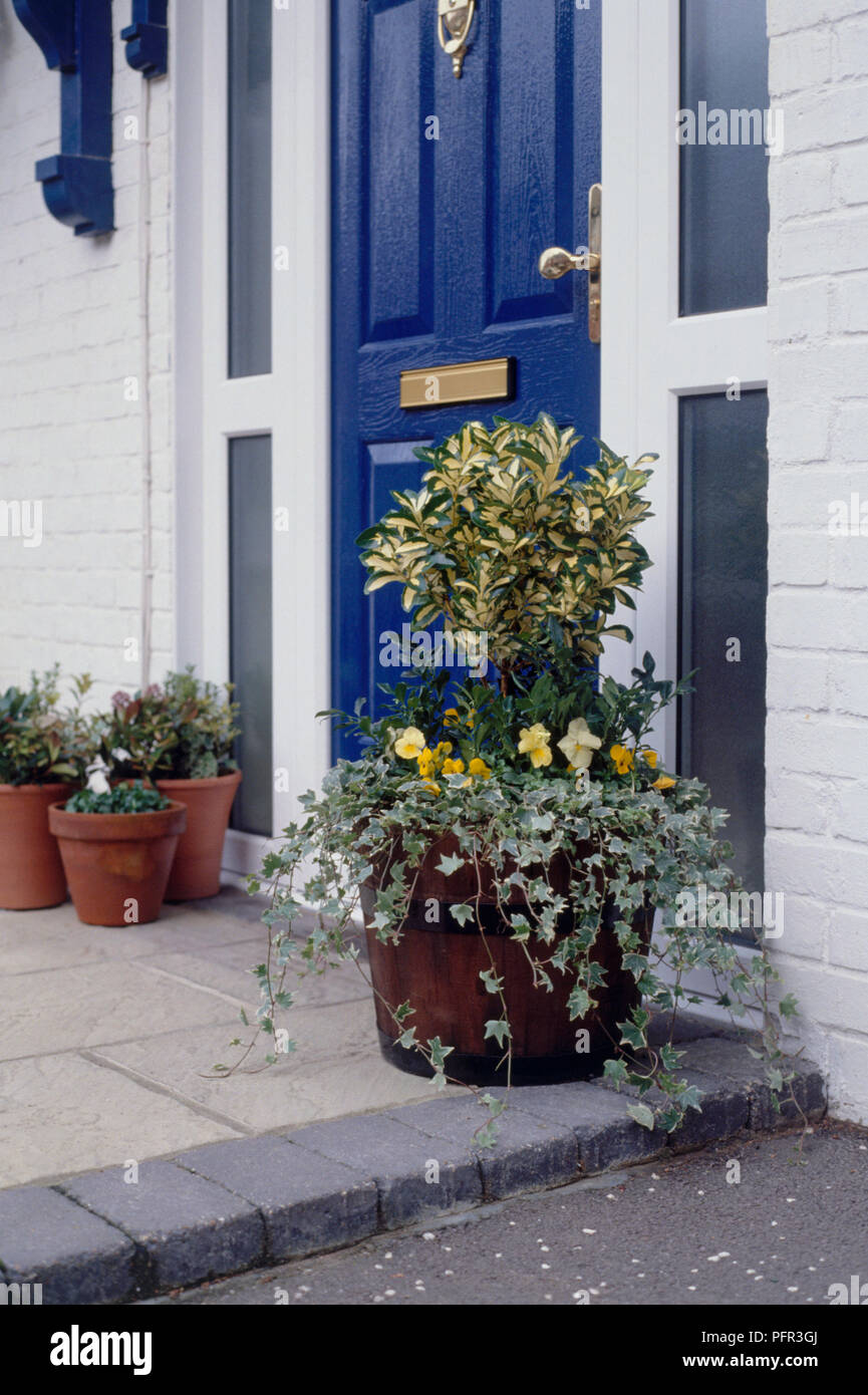 Wooden plant pot containing Hedera helix (Ivy) trailing leaves, Viola sp. (pale yellow winter pansy and golden violas), Euonymus fortunei, Sarcococca confusa (Christmas box), next to doorstep Stock Photo