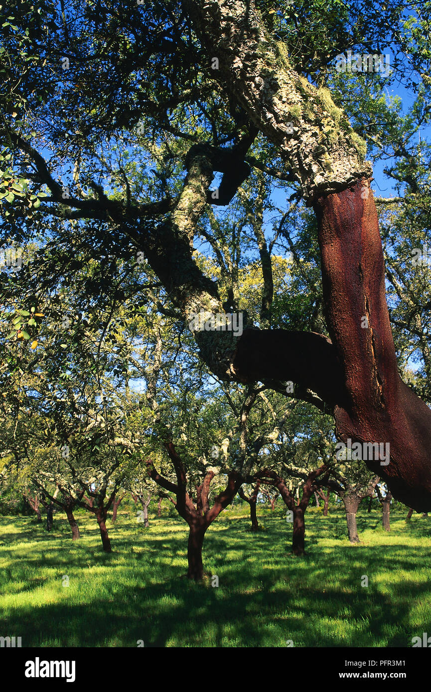 Portugal, Alentejo, glowing red of a stripped Cork Oak Tree Stock Photo