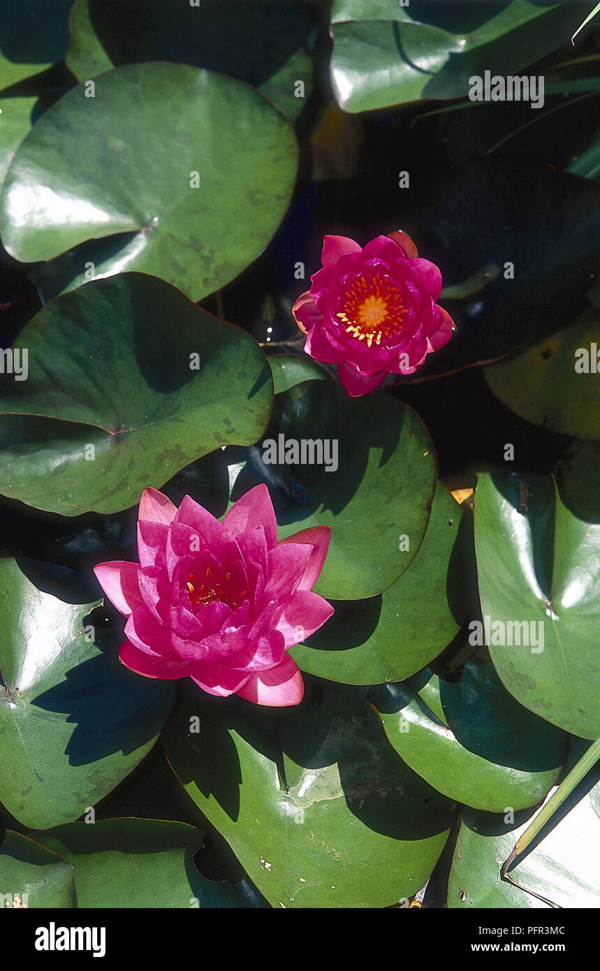Pink flowers and leaves from Nymphaea 'James Brydon', Water Lily Stock Photo