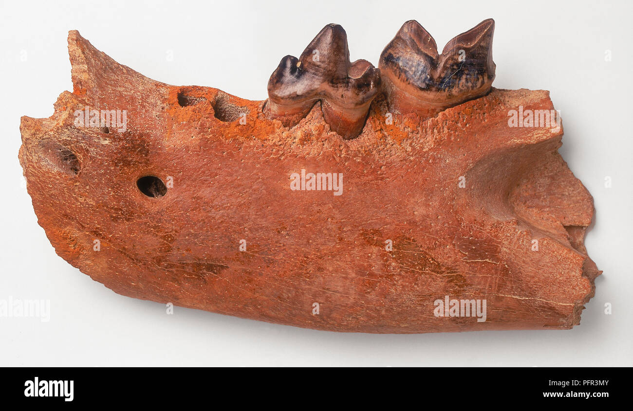 Panthera, fossil of lower jaw Stock Photo