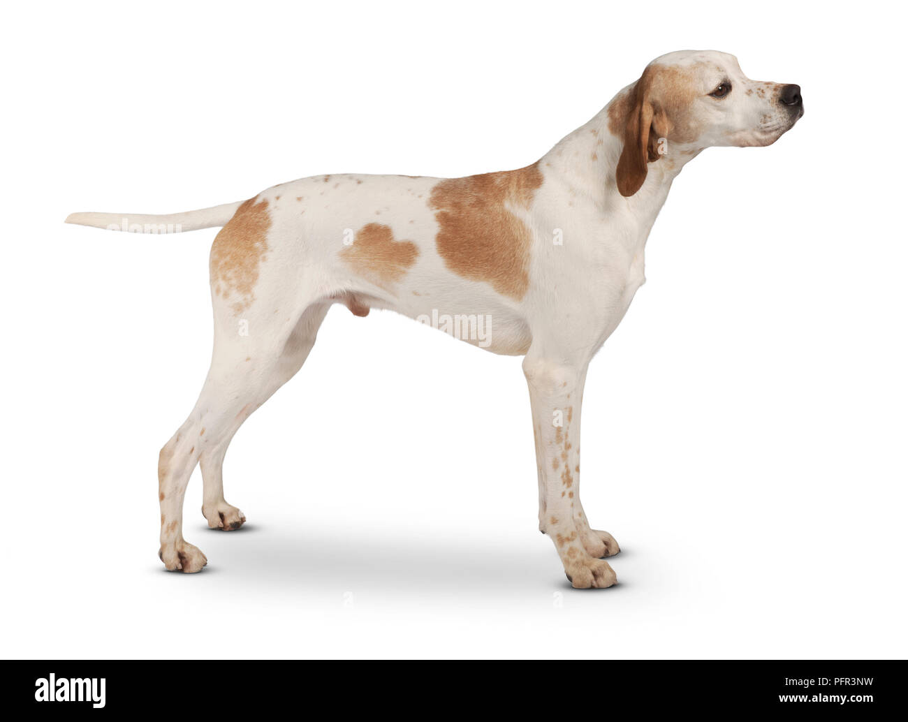 Orange and White English Pointer dog, 5-year-old male Stock Photo