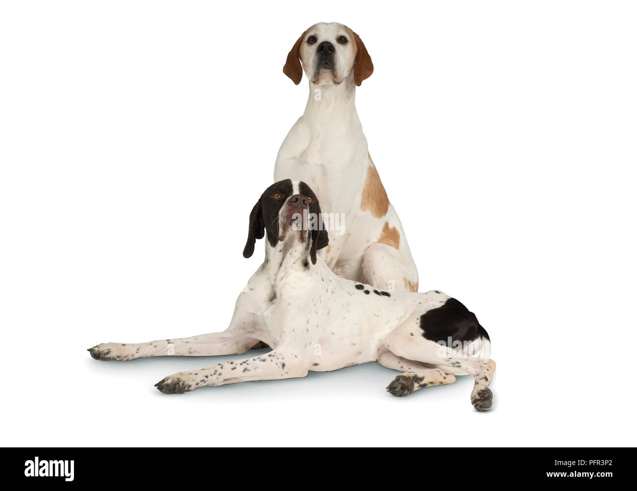 Orange and White English Pointer dog, and Liver and White English Pointer dog, both male Stock Photo