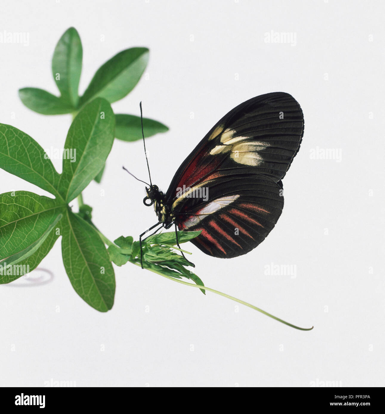 Postman butterfly (Heliconius melpomene) perching on plant, side view Stock Photo