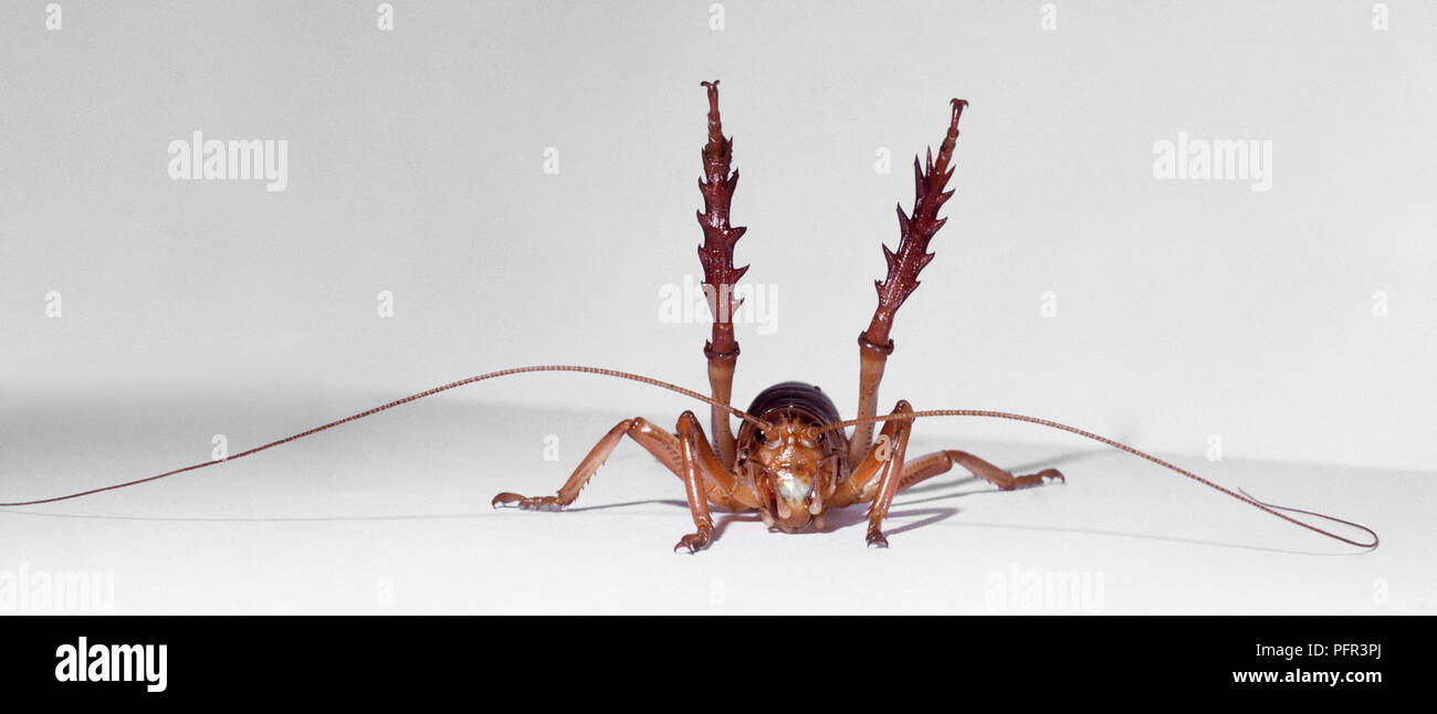 Weta cricket from New Zealand adopting an aggressive posture Stock Photo