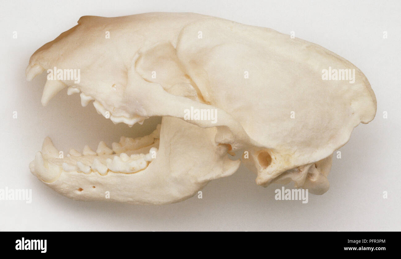 Skull of European Badger (Meles meles Stock Photo Alamy