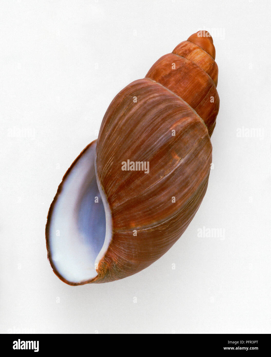 Archachatina bicarinata, shell of giant land snail endemic to Sao Tome Stock Photo
