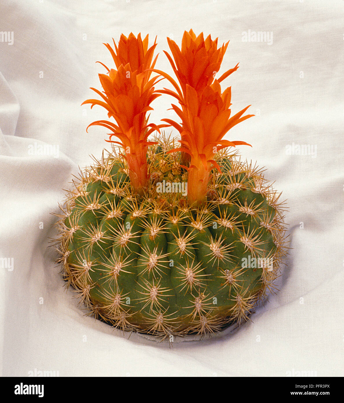 Matucana intertexta cactus with four orange flowers Stock Photo