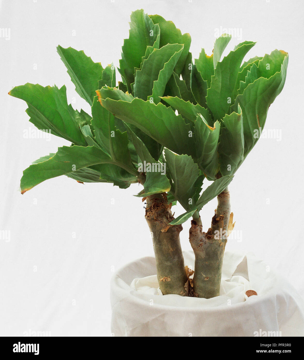 Cyphostemma bainesii, succulent plant Stock Photo