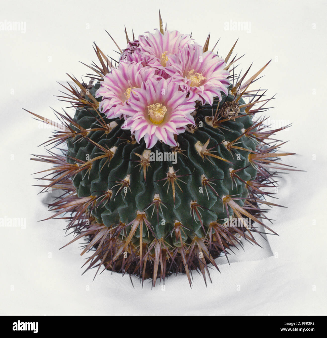 Stenocactus multicostatus, cactus with pink flowers Stock Photo