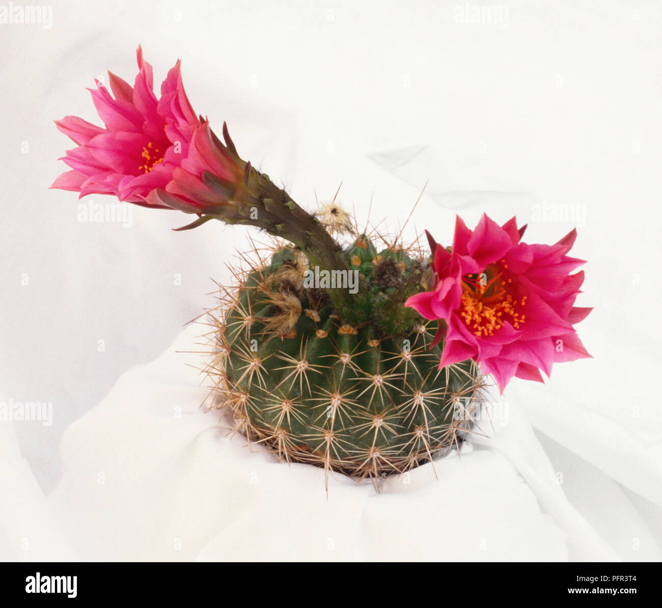 Echinopsis mamillosa f. kermesina cactus with two funnel-shaped blooms Stock Photo