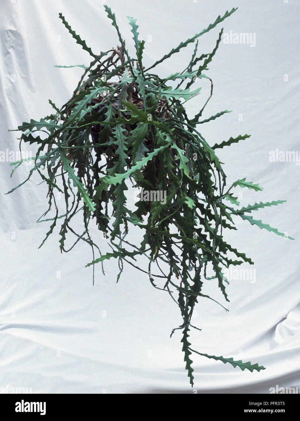 Epiphyllum anguliger (Fishbone Cactus) in hanging basket Stock Photo
