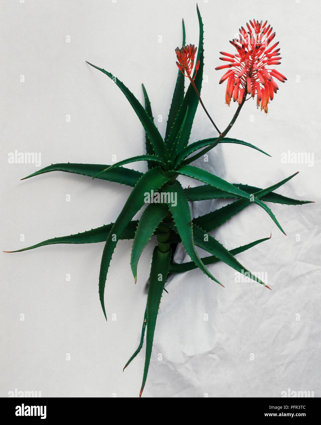 Aloe kedongensis hi-res stock photography and images - Alamy