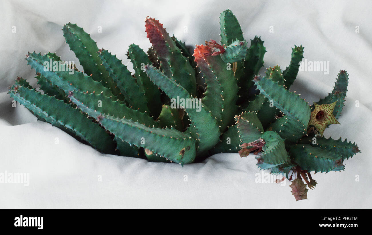 Huernia thuretii, succulent plant with short, sharp spikes along the edges of its leaves Stock Photo
