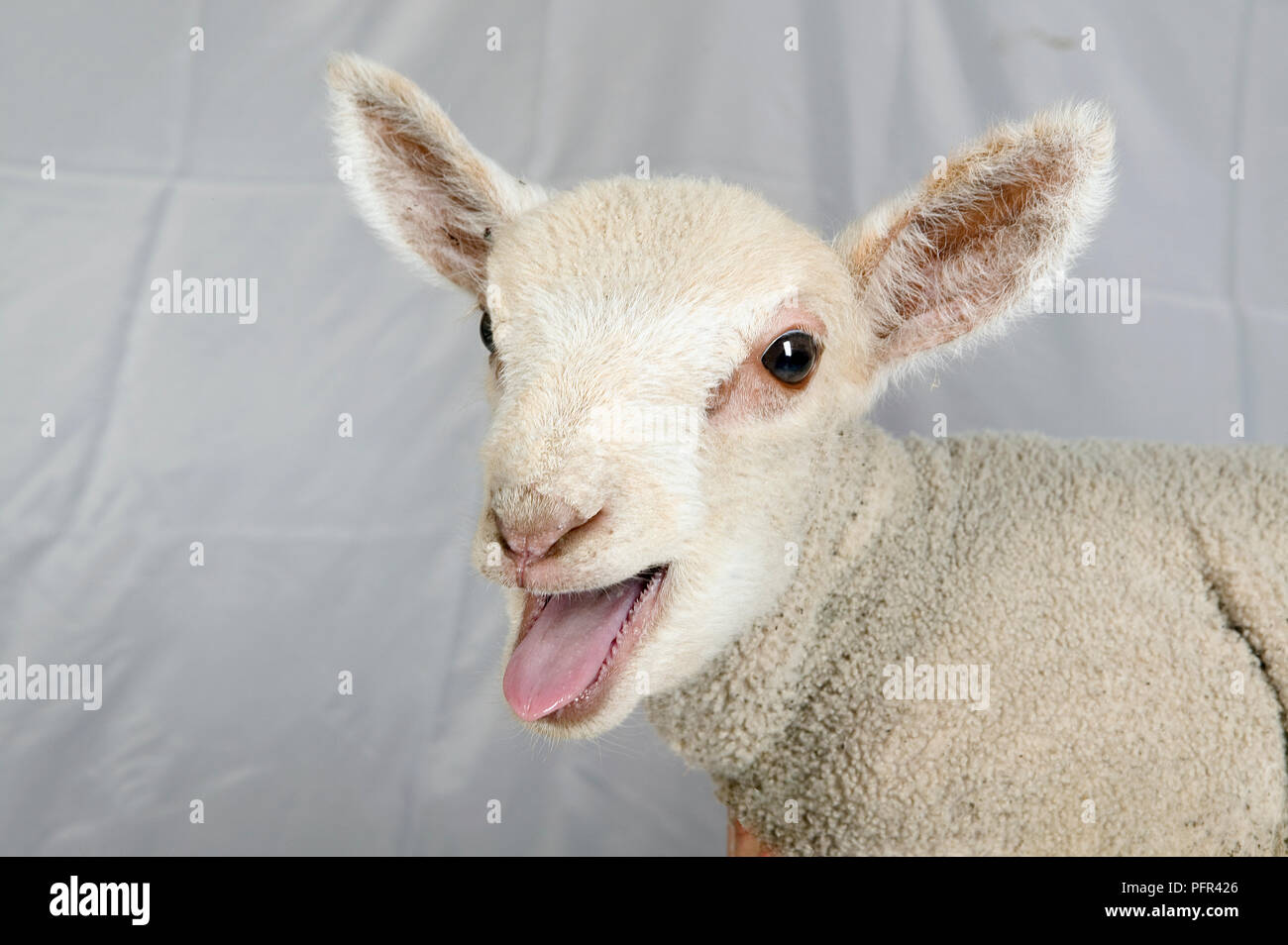 Bleating Lamb Close Up Stock Photo Alamy