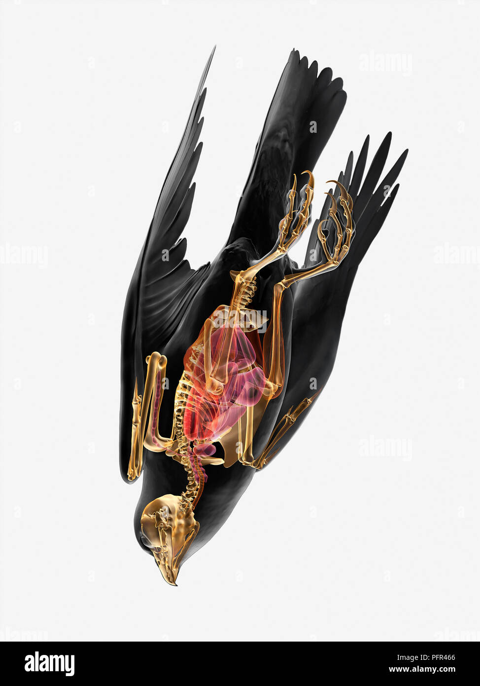 Illustration, anatomy of Peregrine falcon (Falco peregrinus) Stock Photo