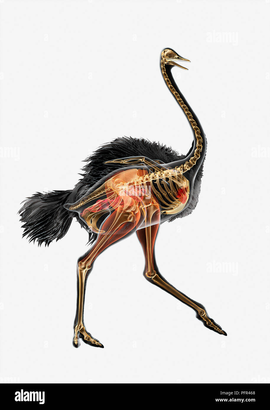 Illustration, anatomy of ostrich (Struthio camelus) Stock Photo