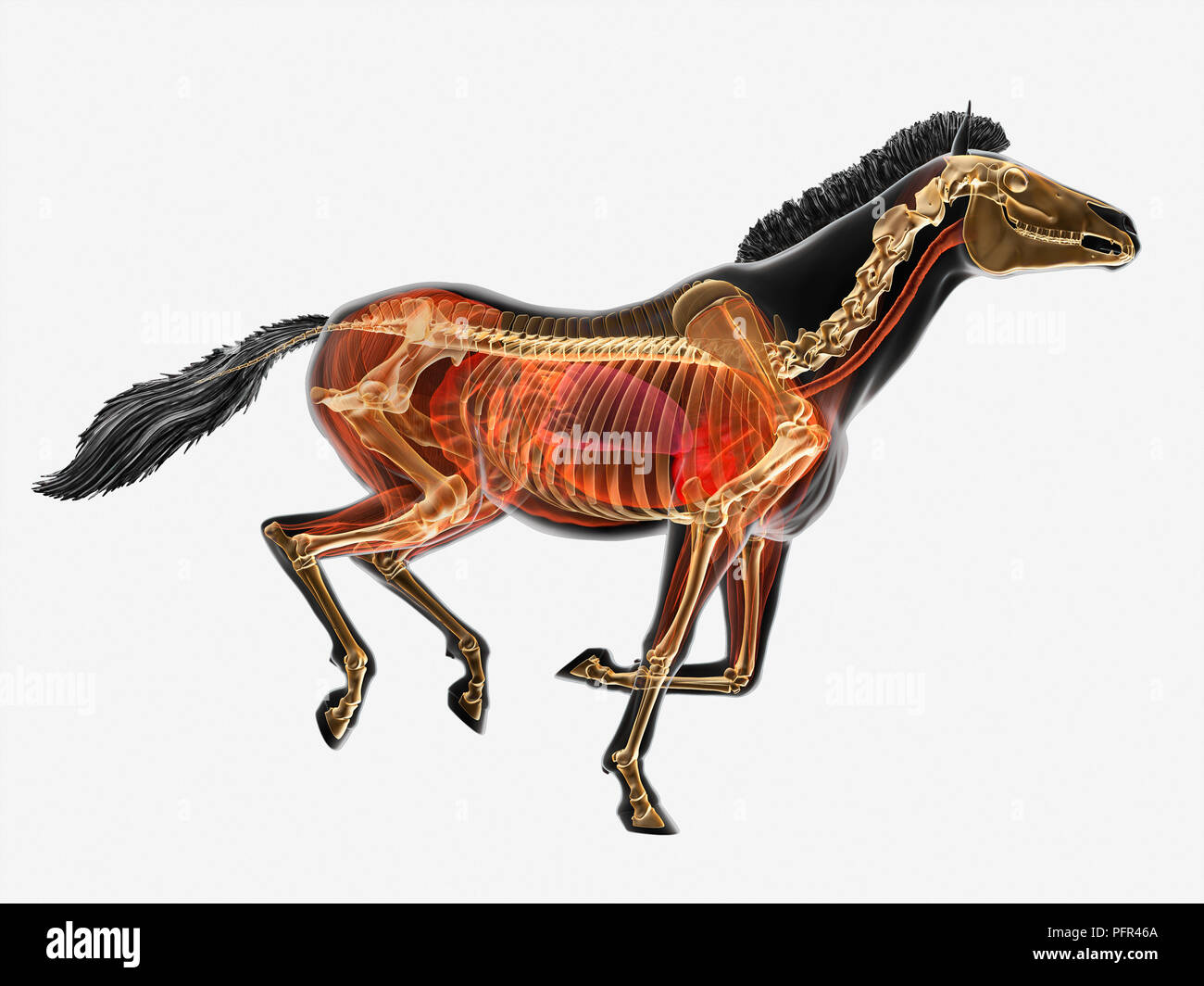 Illustration, anatomy of Przewalski's horse (Equus ferus przewalskii) Stock Photo