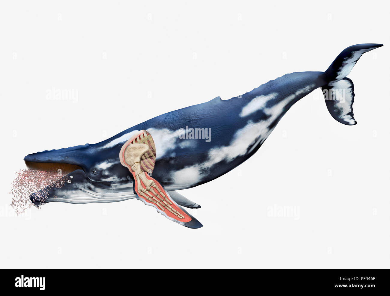 Digital illustration of whale with bone structure of fins visible, cutaway Stock Photo