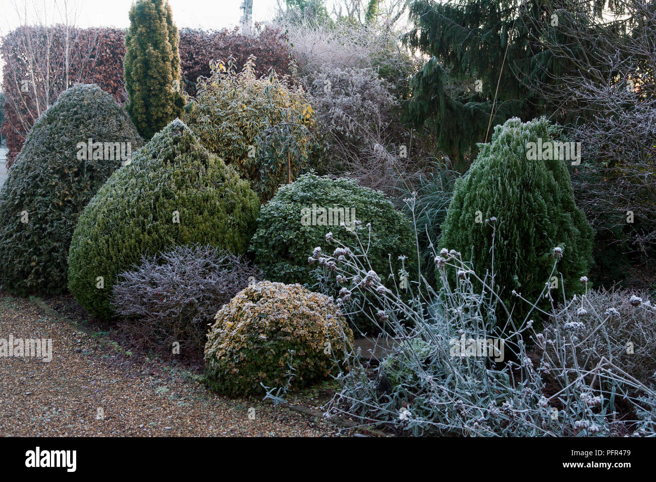 Shrubs and shaped conifers with frost in winter border Stock Photo