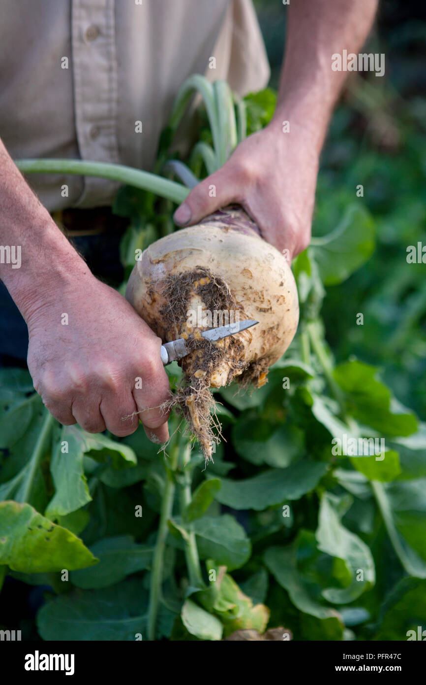 Harvesting swede, Cutting root off Stock Photo Alamy